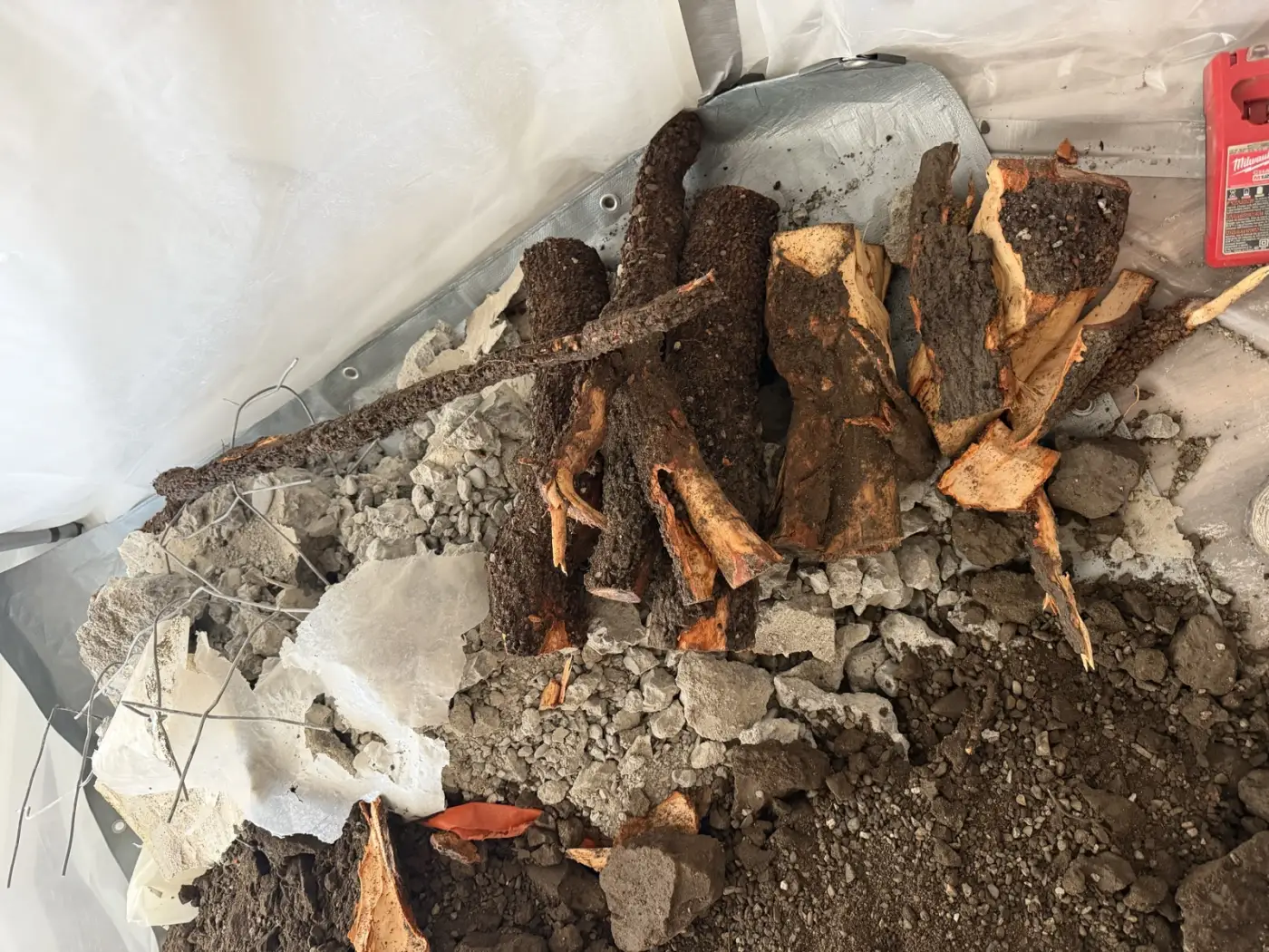 Cut sections of tree root up to four inches thick stacked on containment plastic beside broken slab concrete