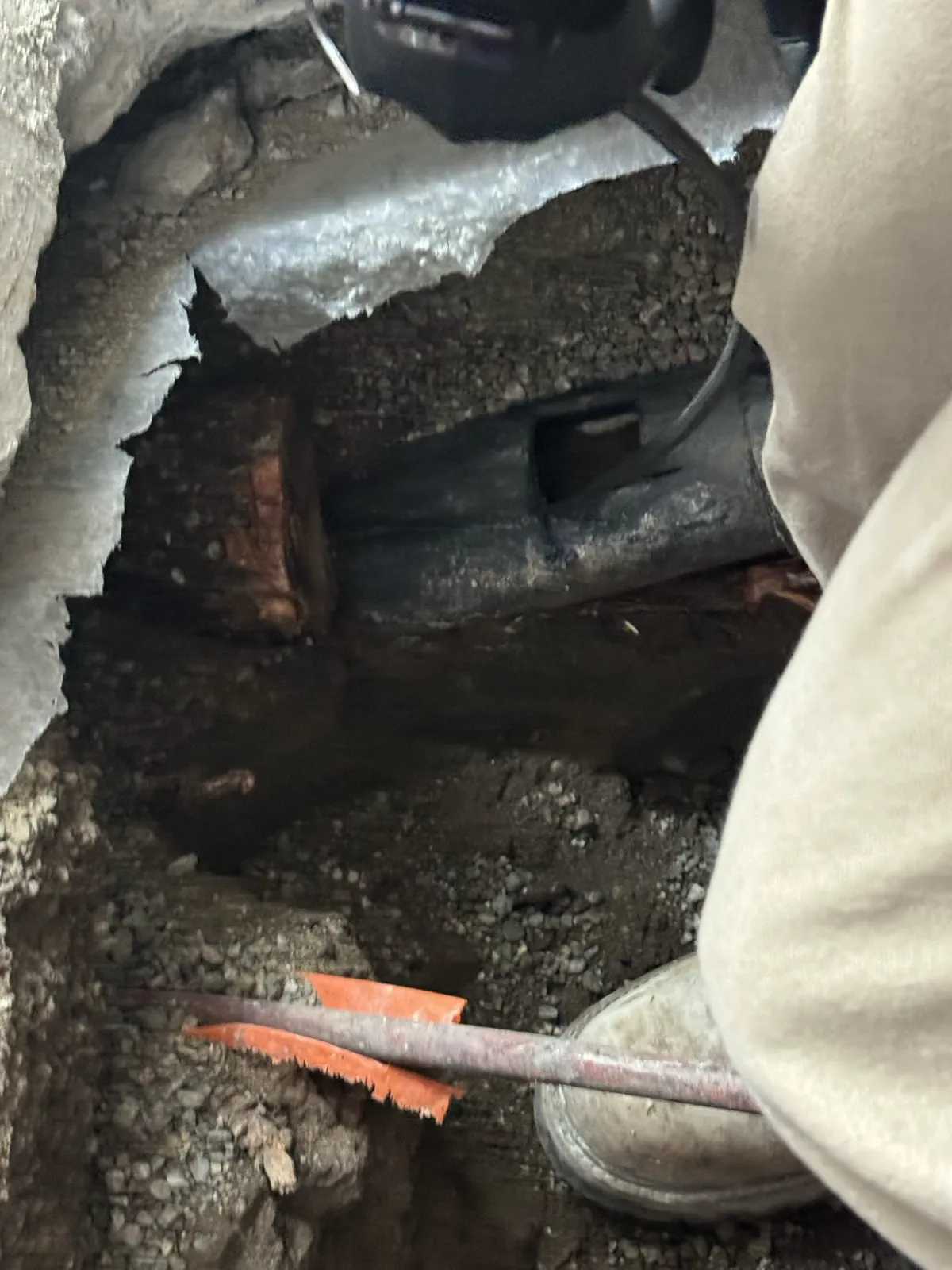 Tree root growing into a break in the old cast iron drain line under the slab